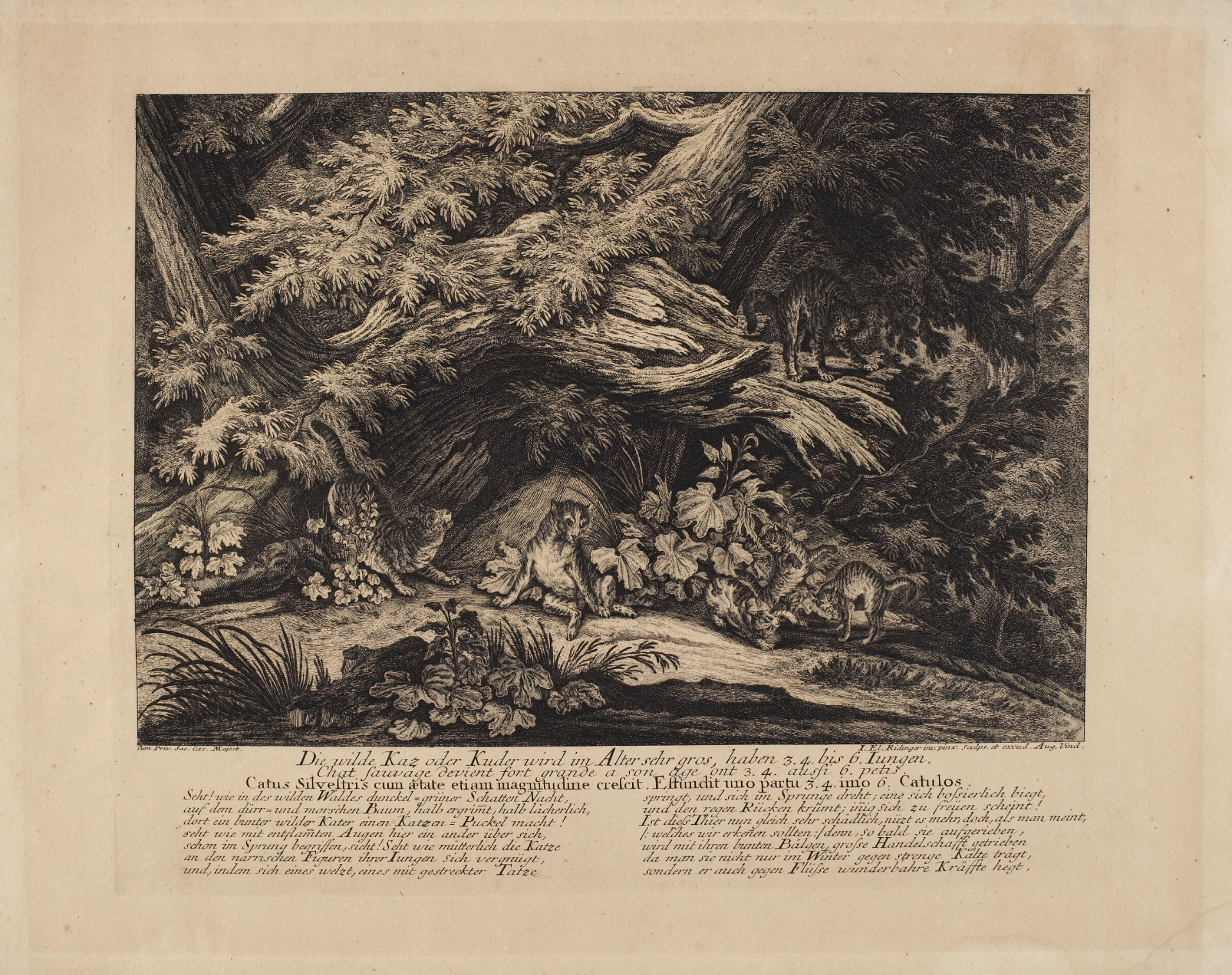 Ridinger Johann Elias